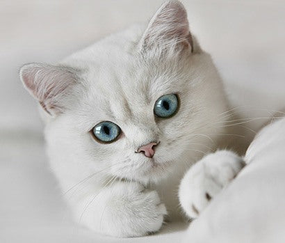 Лечебната сила на котките част 1 - ва