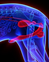 Prostate Protect за поддържане здравето на простатната жлеза при мъжки кучета 60таблетки
