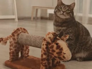 Котешка драскалка