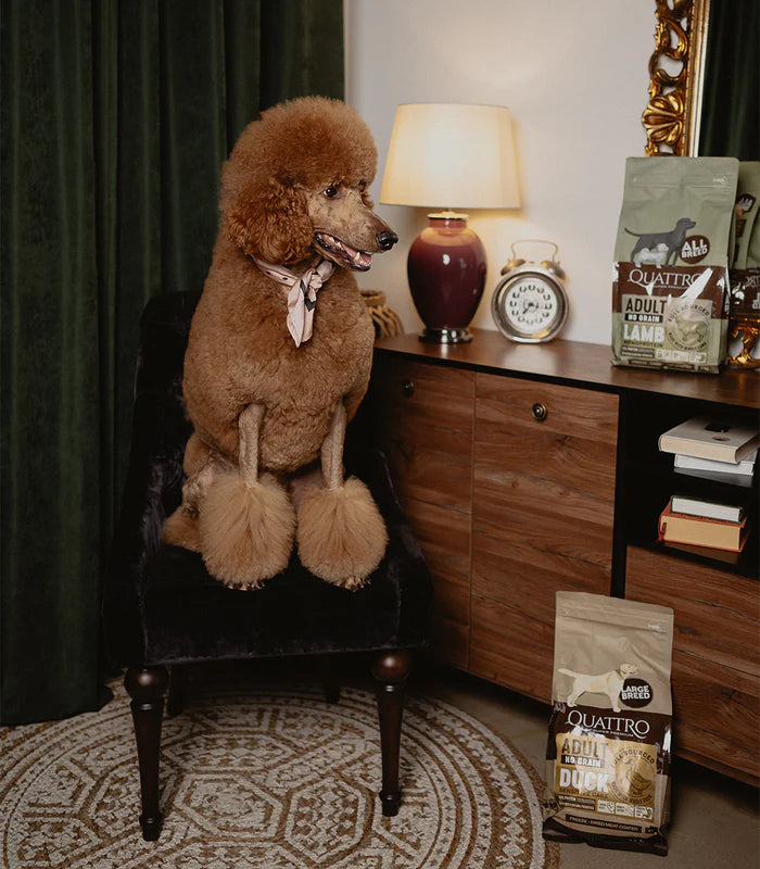 QUATTRO израснали кучета от дребни породи с агне