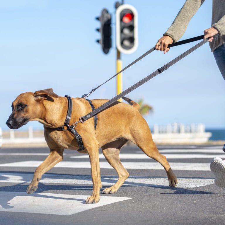 Повод ROGZ UTILITY MULTI LEAD